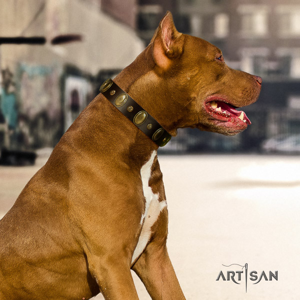 Pitbull stylish walking genuine leather collar for your attractive pet