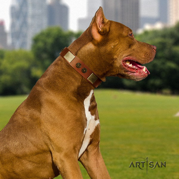 Pitbull walking full grain genuine leather collar for your stylish dog