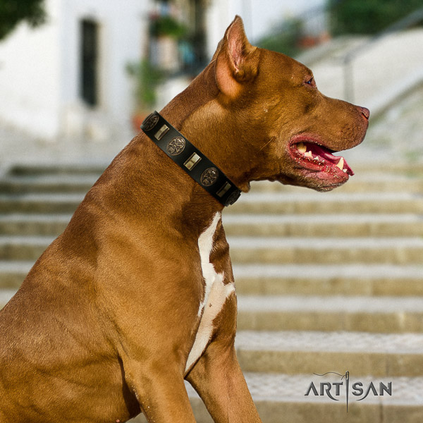 Pitbull comfy wearing full grain leather collar for your impressive pet