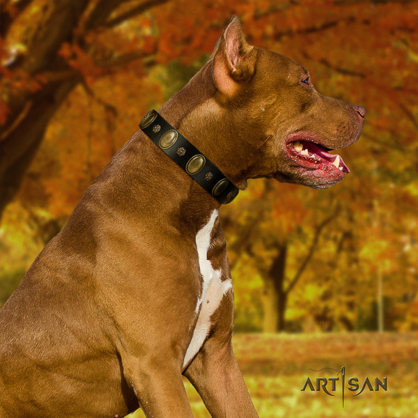 Pitbull comfortable wearing natural leather collar for your lovely four-legged friend