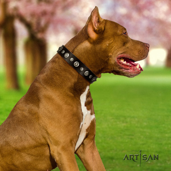 Pitbull easy wearing full grain genuine leather dog collar with exceptional embellishments