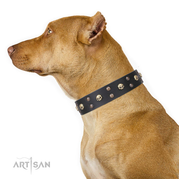 Pitbull full grain genuine leather collar with durable fittings for comfy wearing