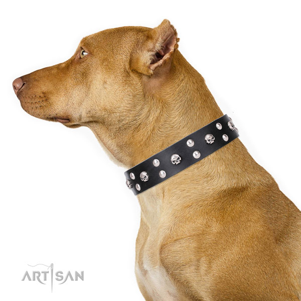 Pitbull natural genuine leather collar with rust resistant hardware for walking