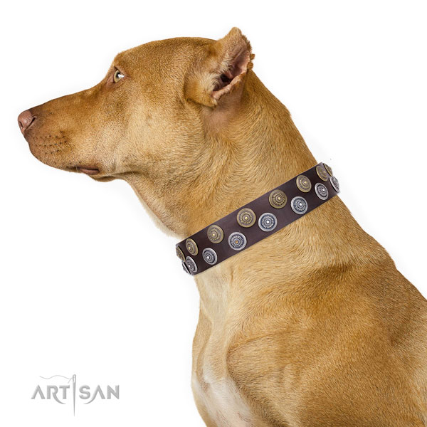 Pitbull leather collar with rust-proof hardware for fancy walking