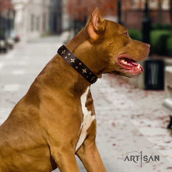 Pitbull adjustable full grain genuine leather dog collar with stylish design embellishments