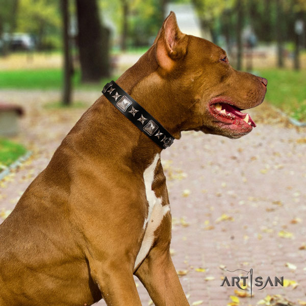 Pitbull convenient full grain leather dog collar with extraordinary studs
