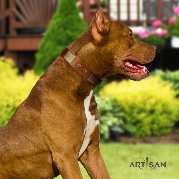 Pitbull everyday use full grain natural leather collar for your lovely canine
