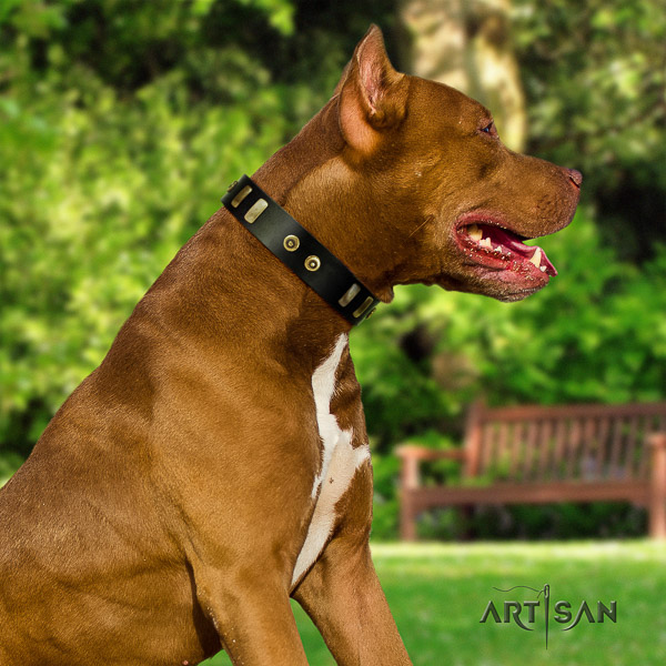 Pitbull handy use full grain leather collar for your attractive four-legged friend