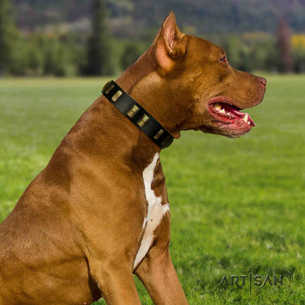Pitbull daily walking full grain leather collar for your beautiful doggie