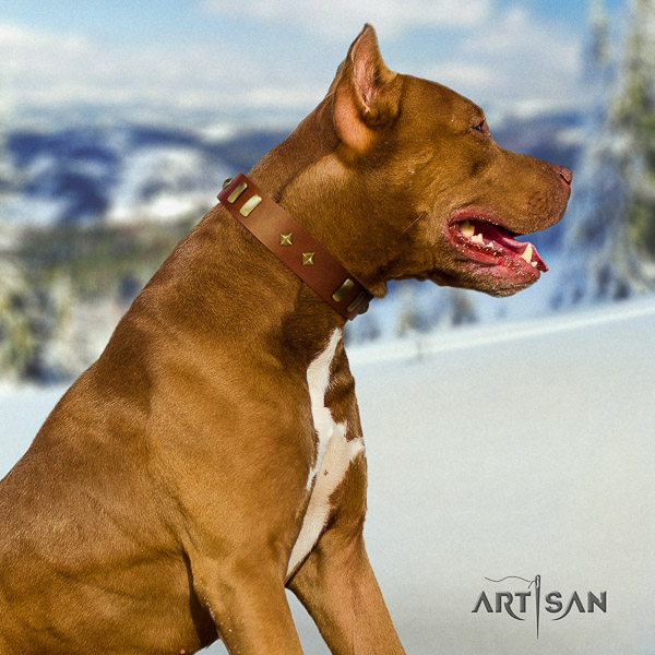 Pitbull daily walking full grain genuine leather collar for your attractive four-legged friend