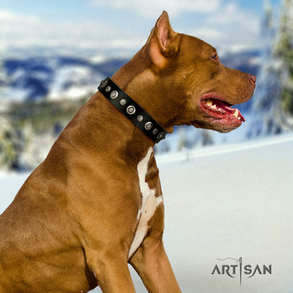 Pitbull easy adjustable natural genuine leather dog collar with stylish design embellishments