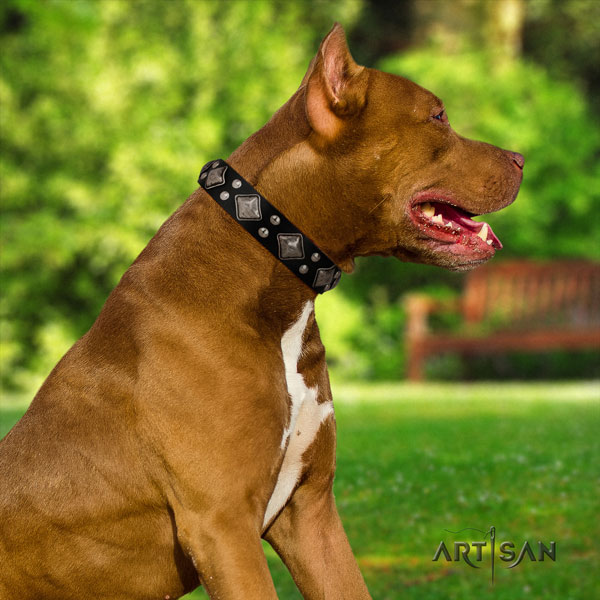 Pitbull best quality leather dog collar with exceptional adornments