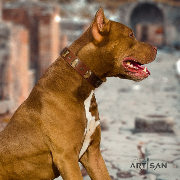 Pitbull walking leather collar for your handsome dog