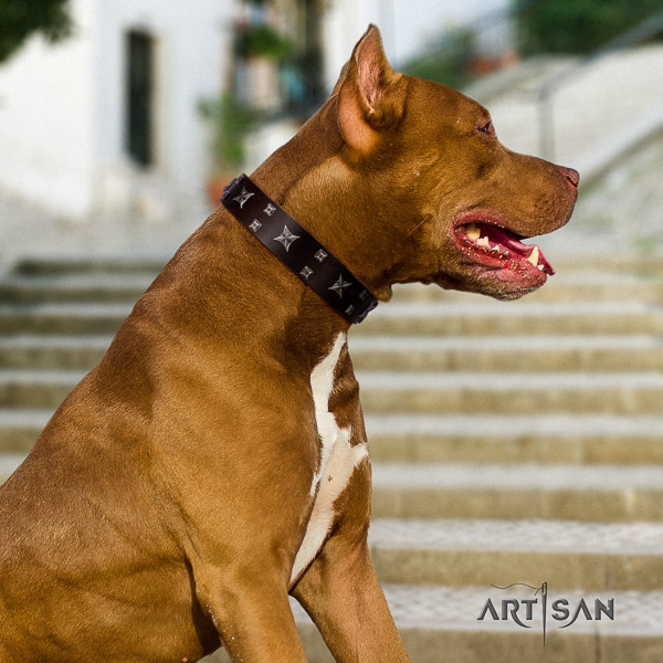 Pitbull comfy wearing full grain natural leather collar for your beautiful four-legged friend