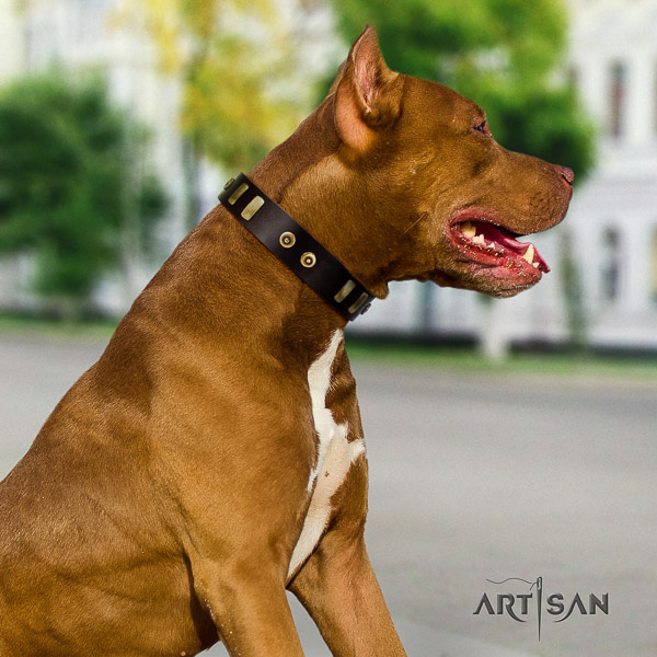 Pitbull daily walking full grain leather collar for your impressive doggie