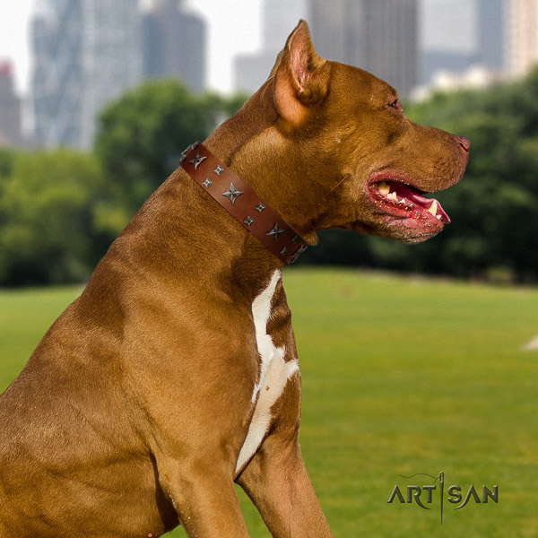 Pitbull comfortable wearing natural leather collar for your lovely canine