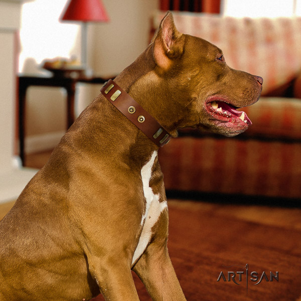 Pitbull daily use genuine leather collar for your handsome pet