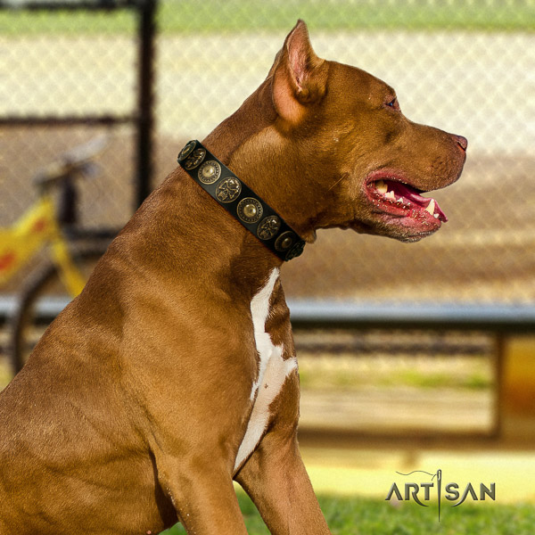 Pitbull daily use full grain natural leather collar for your stylish canine