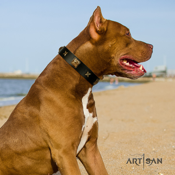 Pitbull comfy wearing full grain natural leather collar for your handsome pet
