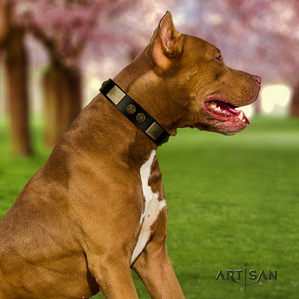 Pitbull comfy wearing full grain genuine leather collar for your beautiful doggie