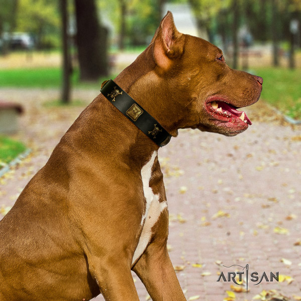 Pitbull comfortable wearing full grain genuine leather collar for your impressive canine