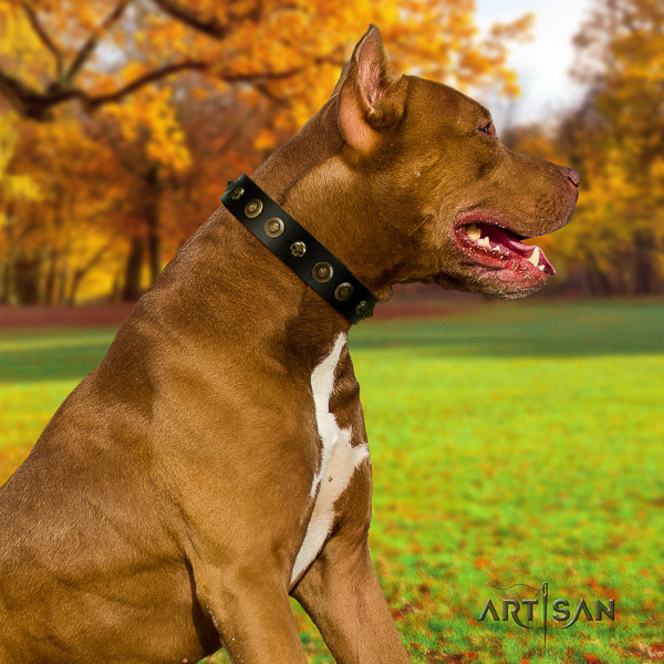 Pitbull fancy walking full grain natural leather collar for your impressive dog