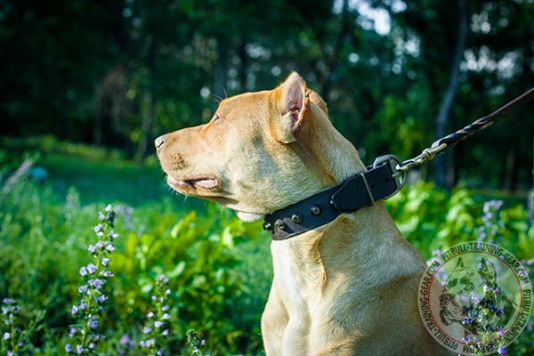 Pitbull brown leather collar with rust-free hardware for daily activity