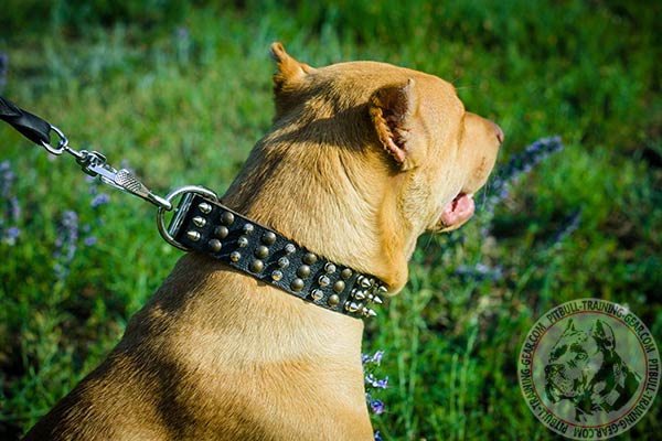 Pitbull black leather collar of high quality with handset half-balls and spikes for improved control