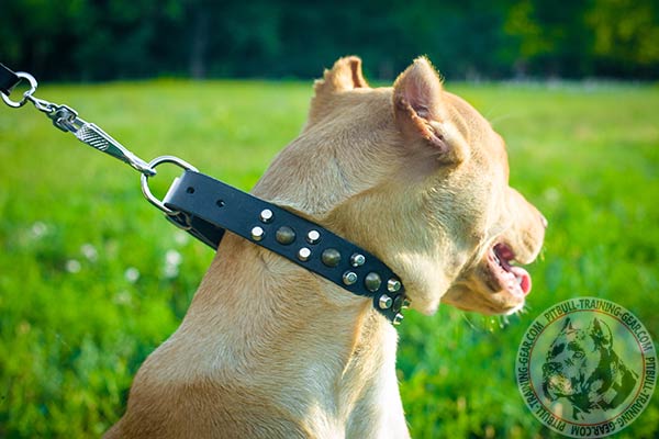 Pitbull leather collar with rust-proof nickel plated hardware for improved control