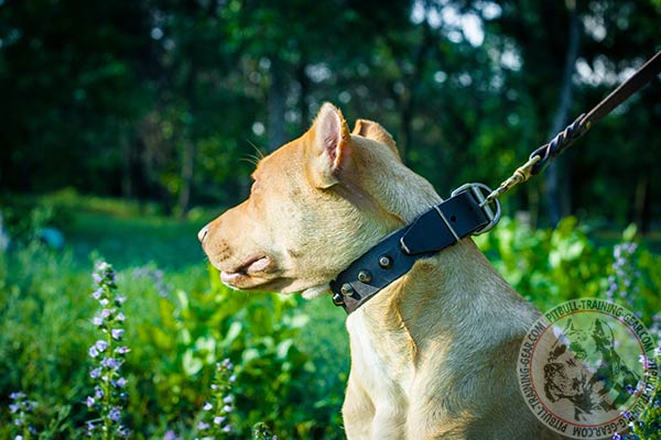 Pitbull brown leather collar with rustless fittings for stylish walks