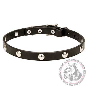 Leather Collar for Pit Bulls with shiny riveted studs
