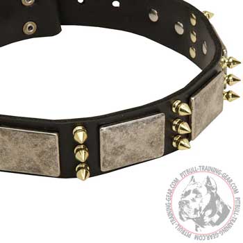 Plates and spikes adornment of designer leather Pit Bull collar