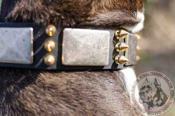 Plates and spikes adornment of walking leather dog collar