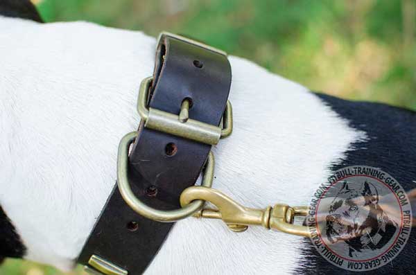Durable Fittings on Leather Dog Collar for Pit Bull 