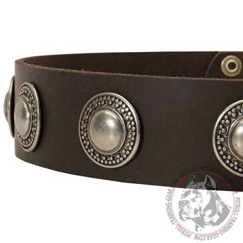 Silver Color Conchos Decorating Leather Dog Collar