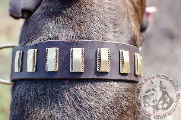Small Fancy Decorations on Leather Dog Collar for Pit Bull