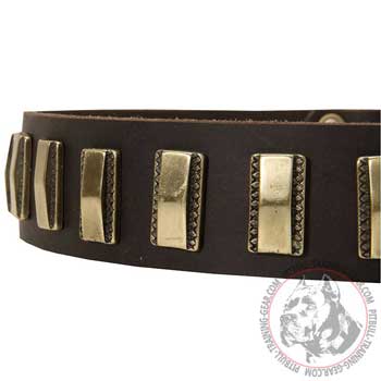 Small Brass Plates on Leather Dog Collar for Pit Bull