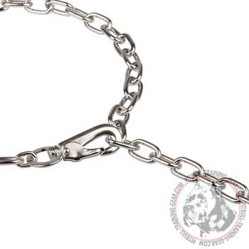 Snap hook of chain Pitbull collar