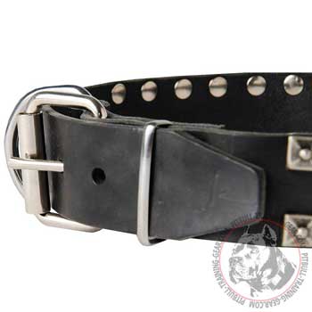 Nickel Plated Buckle on Leather Pitbull Collar 