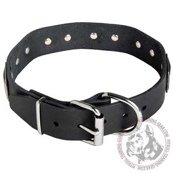 Durable steel nickel plated fittings on leather Pit Bull collar