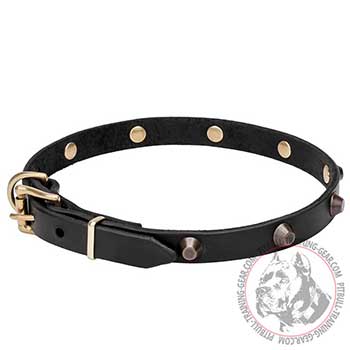 Leather Dog Collar with Studs for American Pit Bull Terrier