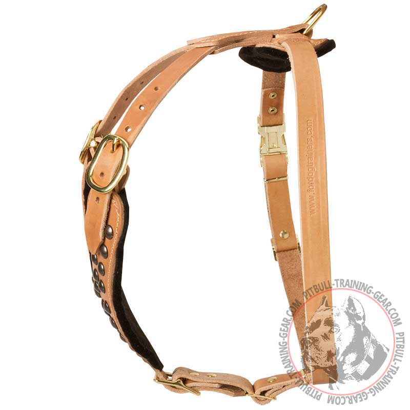 American Pit Bull Terrier 【Custom】 Leather Dog Harness with studds :  Pitbull Breed: Dog Harnesses, Collars, Leashes, Muzzles, Breed Information  and Pictures