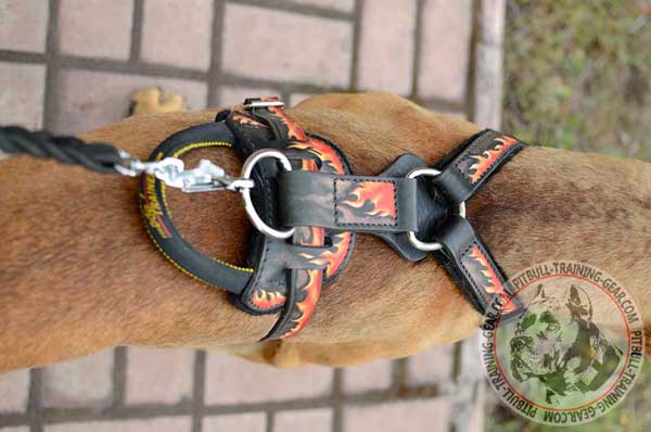 Heavy-Duty Nickel Plated Fittings on Leather Dog Harness