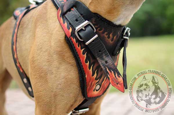 Soft Padded Painted Chest Plate on Leather Dog Harness