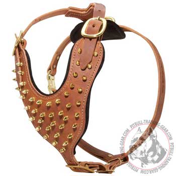 Gorgeous Designer Leather Harness for Pit Bull with Brass Spikes