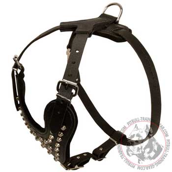 Leather Pit bull harness with exclusive pyramids