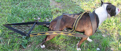 Easy-to-Use Nylon Pit Bull Harness for Weight Pulling