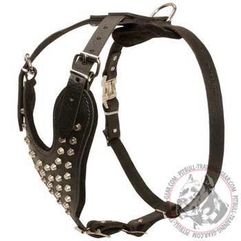 Leather Pitbull harness with pyramids for walking