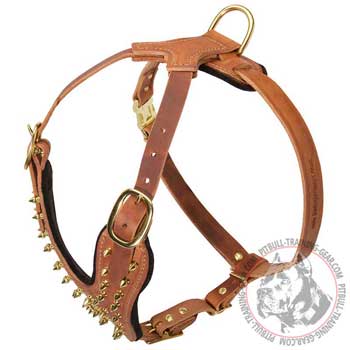 Spiked Leather Harness for Pitbull with Goldish Brass Hardware