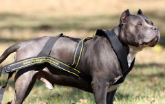 Long-Wearing Pulling Nylon Pitbull Harness with Pressure Distribution